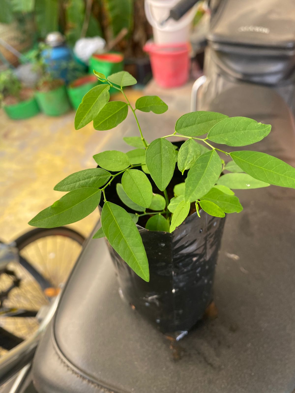 தவசிகீரை நாற்று | Thavasikeerai Natru (Multivitamin Plant)