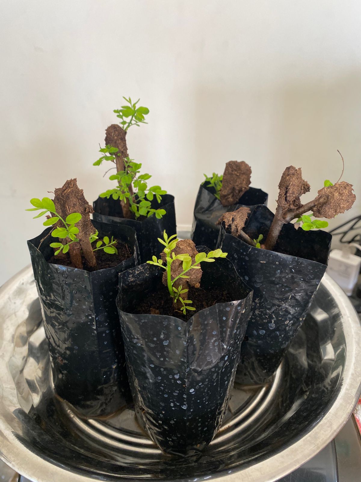 கரும்புளான் நாற்று  | Karumpoolan Natru