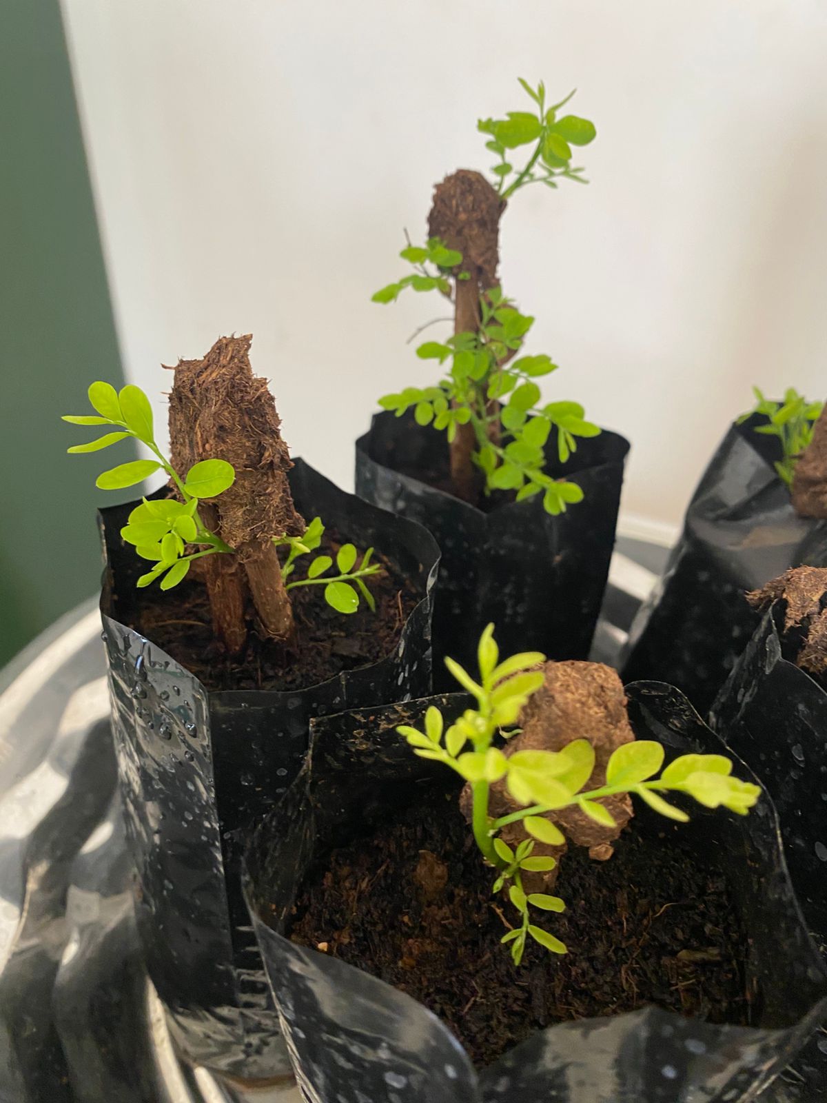 கரும்புளான் நாற்று  | Karumpoolan Natru