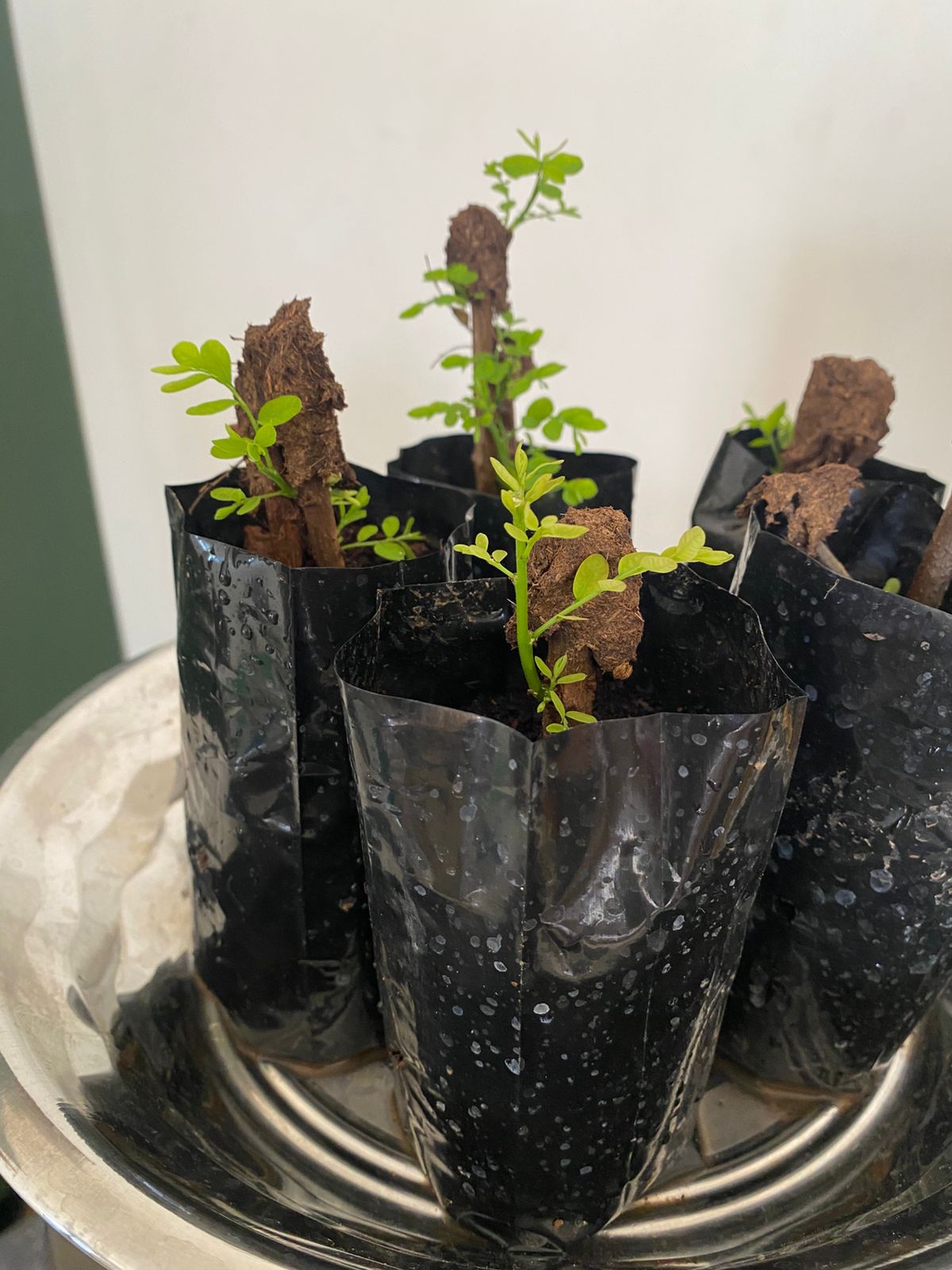 கரும்புளான் நாற்று  | Karumpoolan Natru