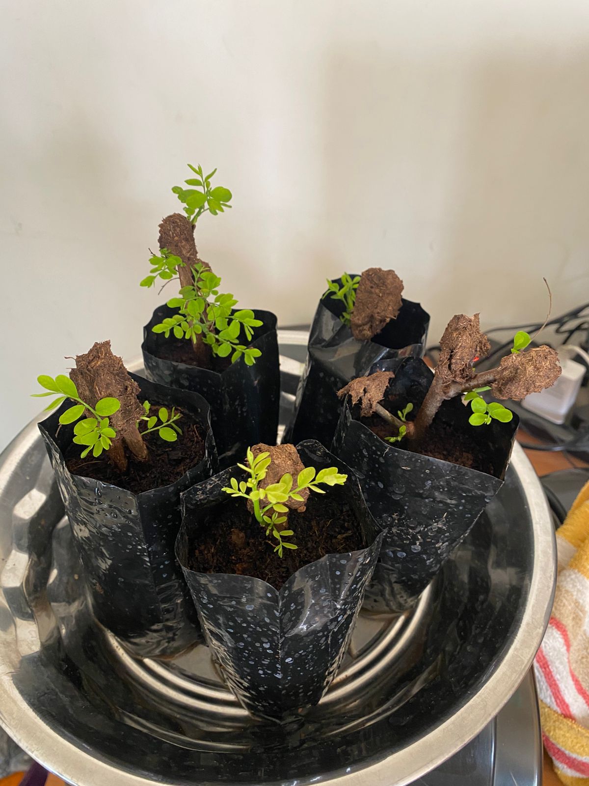 கரும்புளான் நாற்று  | Karumpoolan Natru