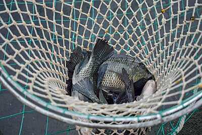 Tilapia Fish Lake-Caught Tilapia Fish Lake-Caught