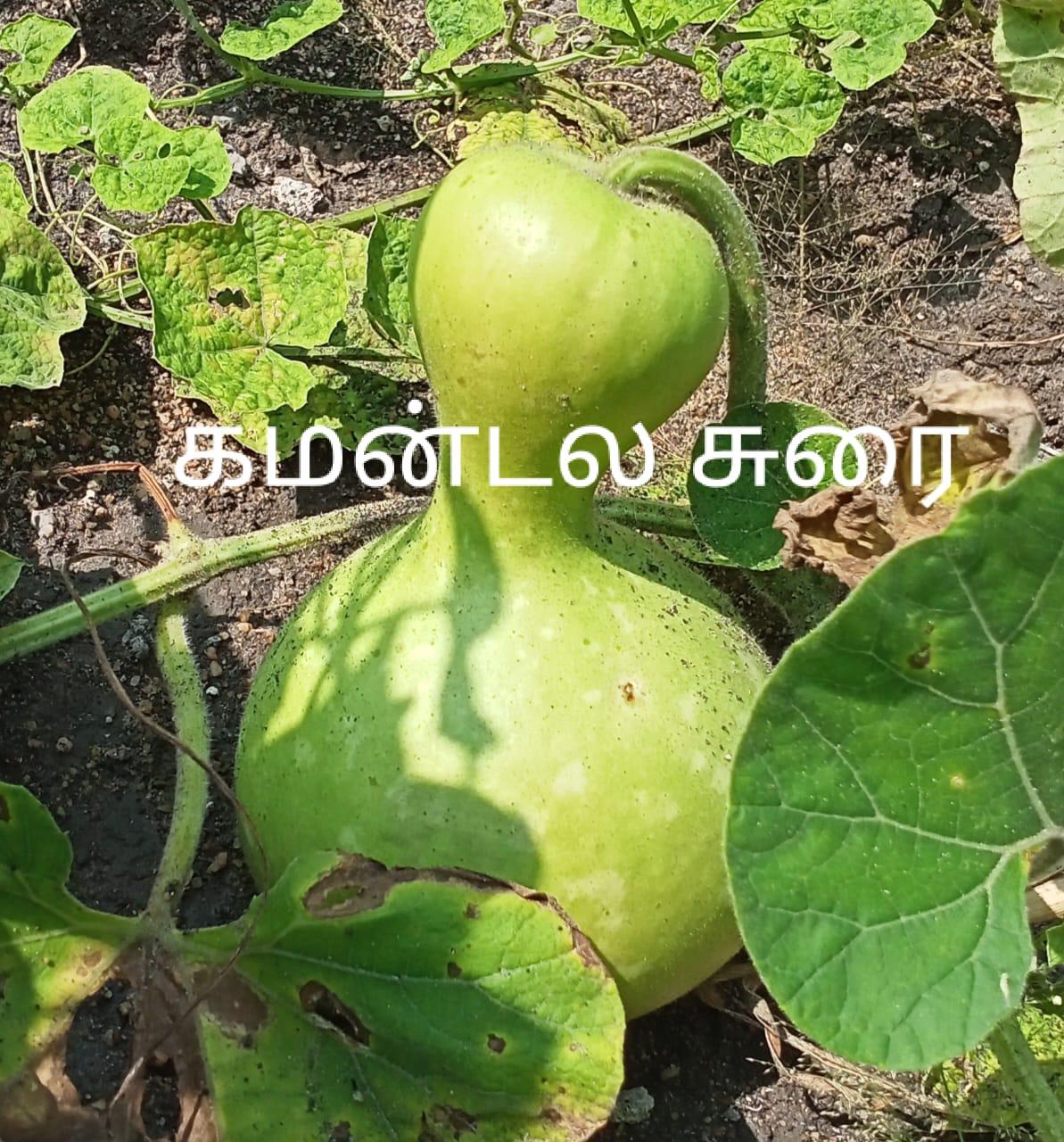 Kamandala Bottle Gourd | கமண்டல சுரைக்காய்