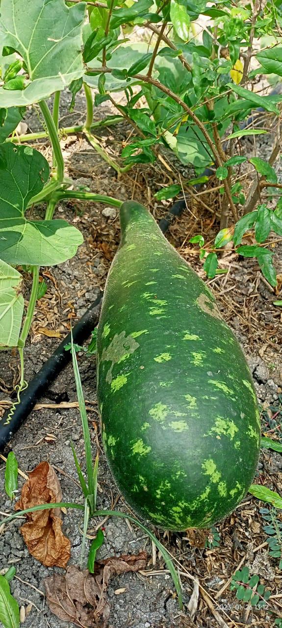 Bottle  - Bottle gourd | பாட்டில் சுரைக்காய்