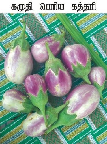 Kamudhi Brinjal | கமுதி கத்தரி