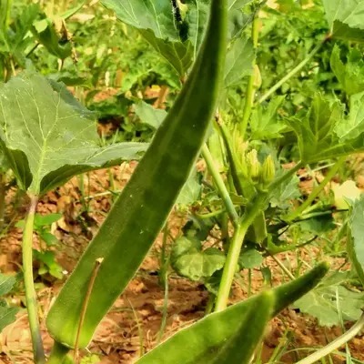 9 பட்டை ஊசி வெண்டை | Broad Sharp Okra