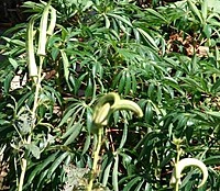 Cow Horn Okra | மாட்டு கொம்பன் பருமன் நீள வெண்டை