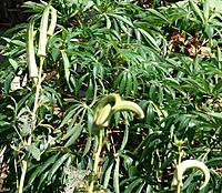 Cow Horn Okra | மாட்டு கொம்பன் பருமன் நீள வெண்டை