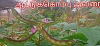 Aattu kombu Kodi Avarai | ஆட்டு கொம்பு கொடி அவரை