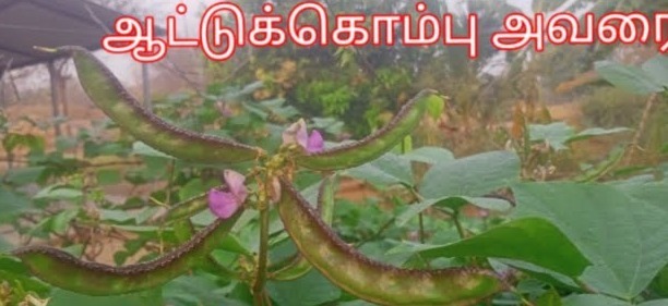 Aattu kombu Kodi Avarai | ஆட்டு கொம்பு கொடி அவரை