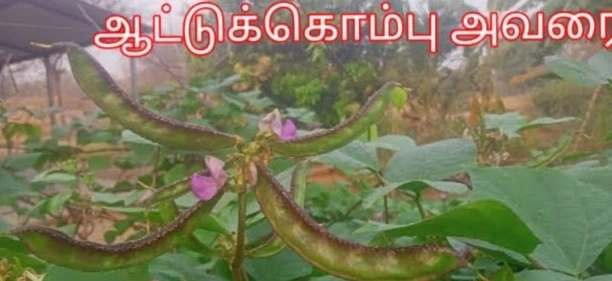 Aattu kombu Kodi Avarai | ஆட்டு கொம்பு கொடி அவரை