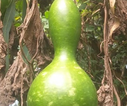 Ghost Bottle Gourd |  பேய் சுரைக்காய்