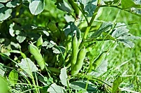 White Single Beans Black | வெள்ளை மொச்சை