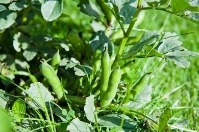 White Single Beans Black | வெள்ளை மொச்சை