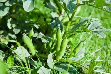 White Single Beans Black | வெள்ளை மொச்சை