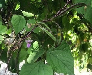 Aattu kombu chedi  koli Avarai | ஆட்டு கொம்புசெடி கோழி அவரை