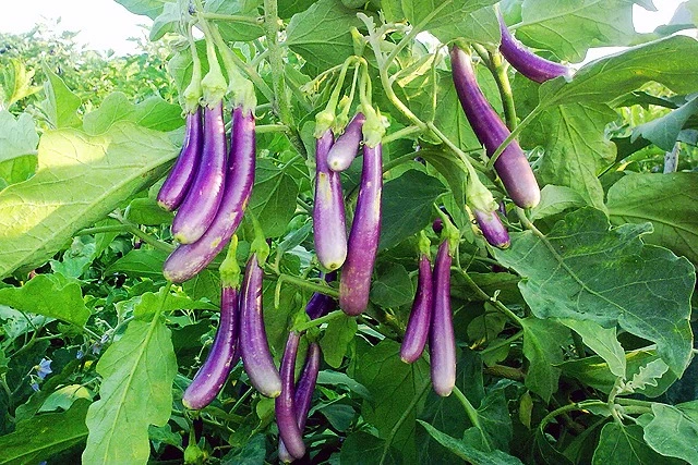 Blue Long Brinjal | ஊதா நீட்ட கத்தரி