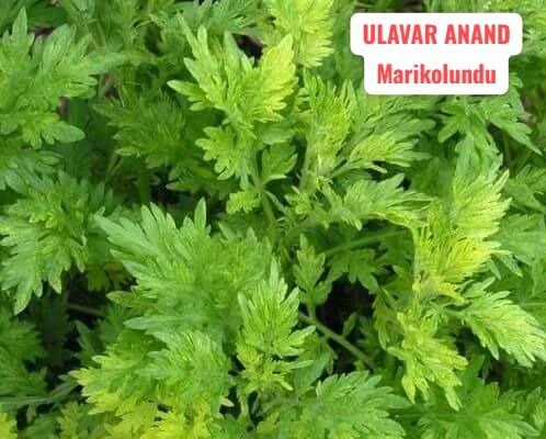 மரிக்கொழுந்து|marikolundu 2GRM