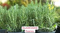 ரோஸ்மேரி|rosemary 5 SEEDS