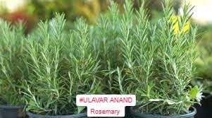 ரோஸ்மேரி|rosemary 5 SEEDS