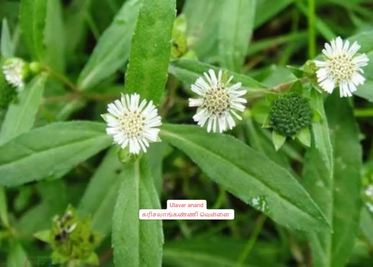 கரிசலாங்கண்ணி  வெள்ளை||karisalangkani white