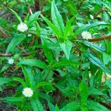 கரிசலாங்கண்ணி  வெள்ளை| karisalangkani white