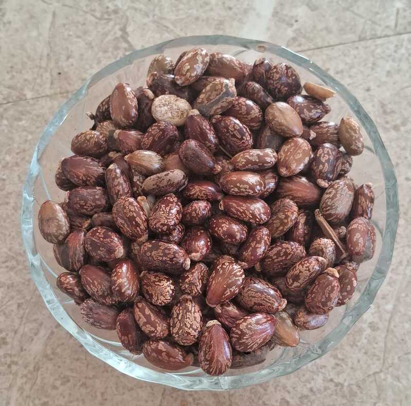 Castor seed | ஆமணக்கு விதை 1 kg