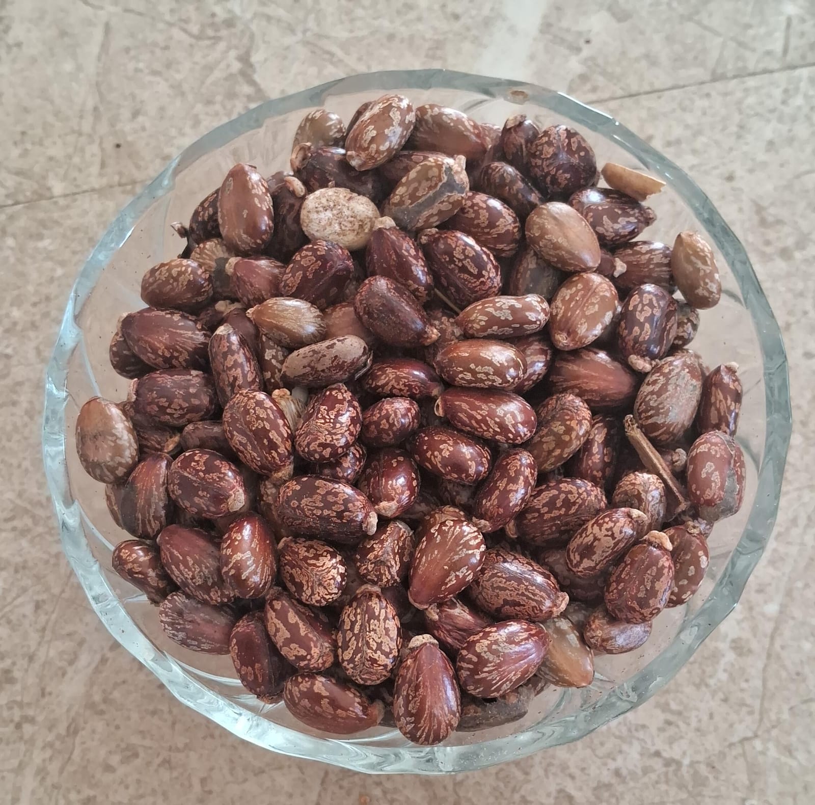 Castor seed | ஆமணக்கு விதை 500 G