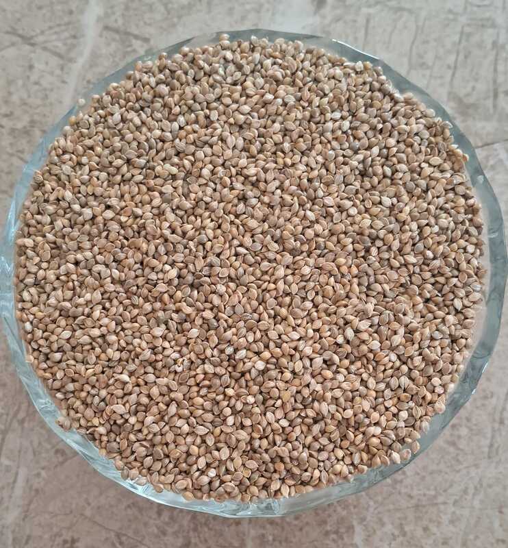 Pani Varagu Seed  | பனி வரகு விதை 100 G