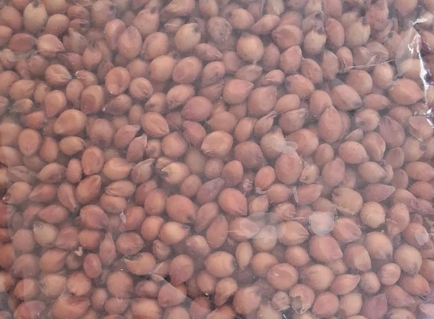 Red Cholam Seed | சிகப்பு சோள விதை 100G