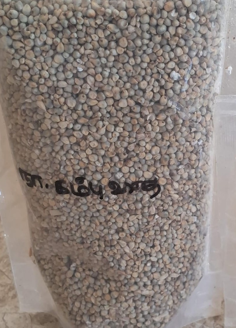 Pearl Millet Seeds | நாட்டு கம்பு விதை 100g