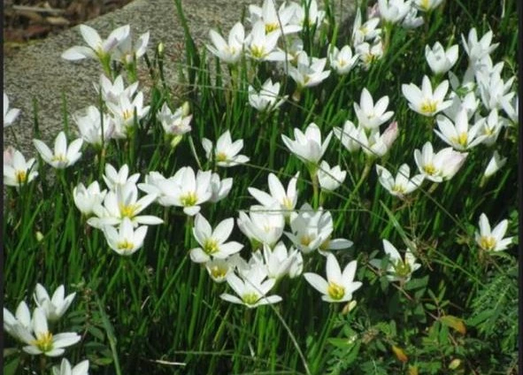 ரெயின் லில்லி பூ கிழங்கு  | Rain lily Flower Tuber 1PCS (White)