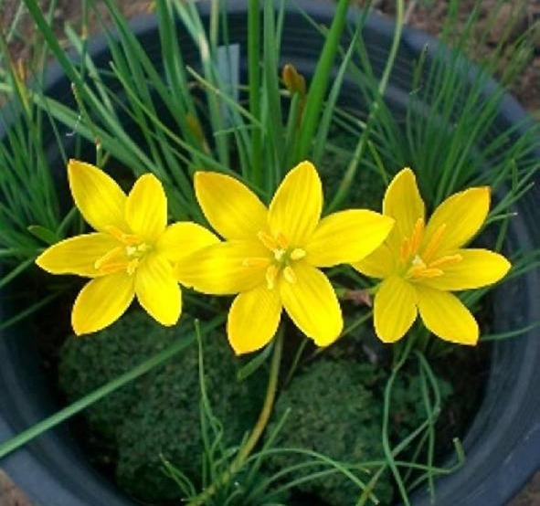 ரெயின் லில்லி பூ கிழங்கு  | Rain lily Flower Tuber 1 PCS (Yellow)