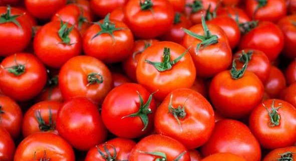 சிகப்பு தக்காளி | Red tomoto