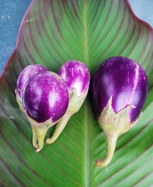 ஆலவயல் கத்திரி | Alavayal Brinjal