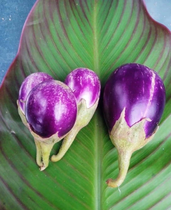 ஆலவயல் கத்திரி | Alavayal Brinjal