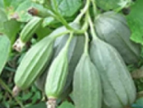 கொத்து பீர்க்கன்| Kothu peerkkan