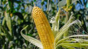 இனிப்பு சோளம் | Sweet Corn