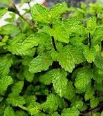 புதினா | Mint ( Puthina)