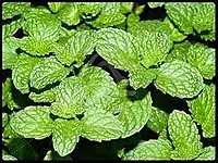 புதினா | Mint ( Puthina)