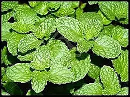 புதினா | Mint ( Puthina)