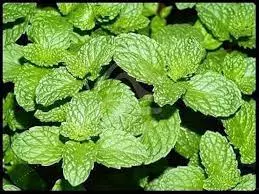 புதினா | Mint ( Puthina)