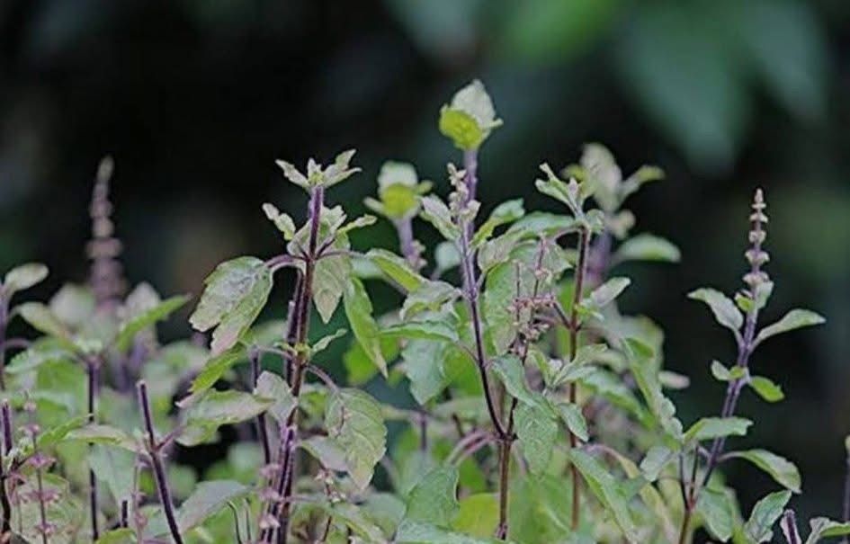 Thulasi Seed | துளசி விதை