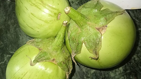 Cat Head Brinjal | பூனை தலை கத்தரி