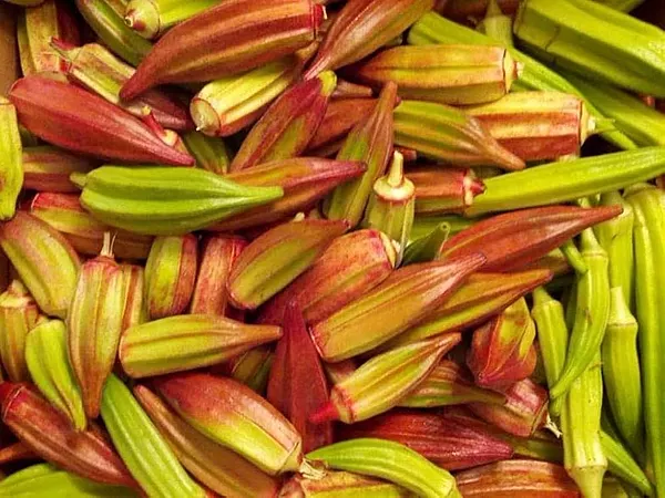 Multi Variety Ladiesfinger |  பலநிற வெண்டை