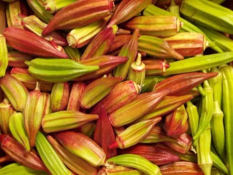Multi Variety Ladiesfinger |  பலநிற வெண்டை