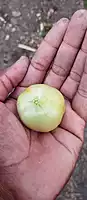 மகாராஷ்டிரா தக்காளி | Maharashtra Tomato