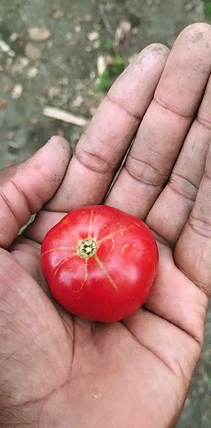 மகாராஷ்டிரா தக்காளி | Maharashtra Tomato