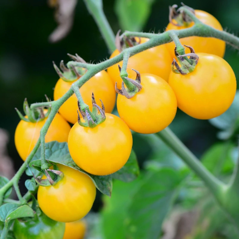 Yello Cherry Tomotto | மஞ்சள் செர்ரி தக்காளி