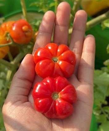 டோகோ தக்காளி | Toko Tomato